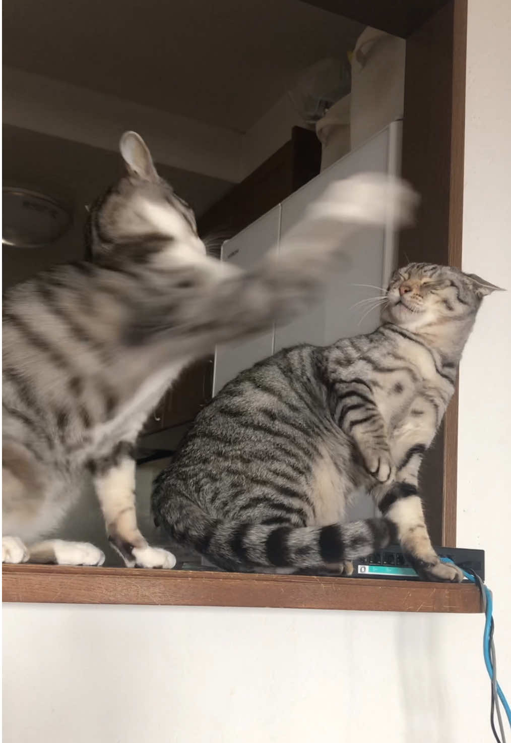 一方的な強烈猫パンチ 両利きです #猫 #cat #動物 #animals #fyp 