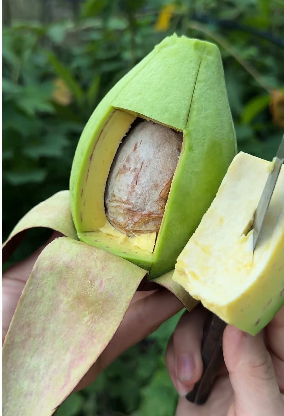 #cut #cutting #fruit #fruits #foryou #satisfying #relexing #fyp #farm #asmr #asmrsounds #avocado 