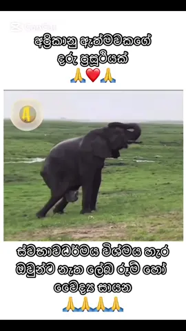 අම්මා 🙏🙏🙏🙏🙏🙏🙏❤️❤️❤️❤️❤️❤️❤️#අම්මා #amma #ananthabits #ඩුබායි🇦🇪අහස❤යට🇱🇰 #babyeliphant #eliphantlover #kandy🌸🍬 #
