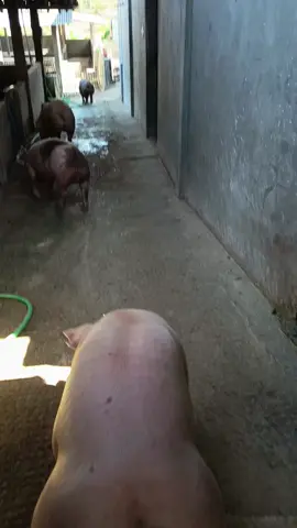 #peternakbabisolo #familypigfarm #pigpowerindonesia #salamtoleransi #peternakbabi 
