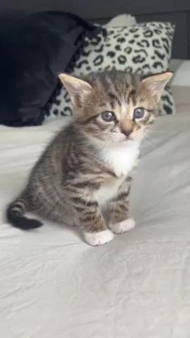 Kitten hiccuping is so cute 🥰 #cat #kitten #catsoftiktok #funnycat #pet #fyp #tiktok #foryou #funnyvideos #funnyanimals 