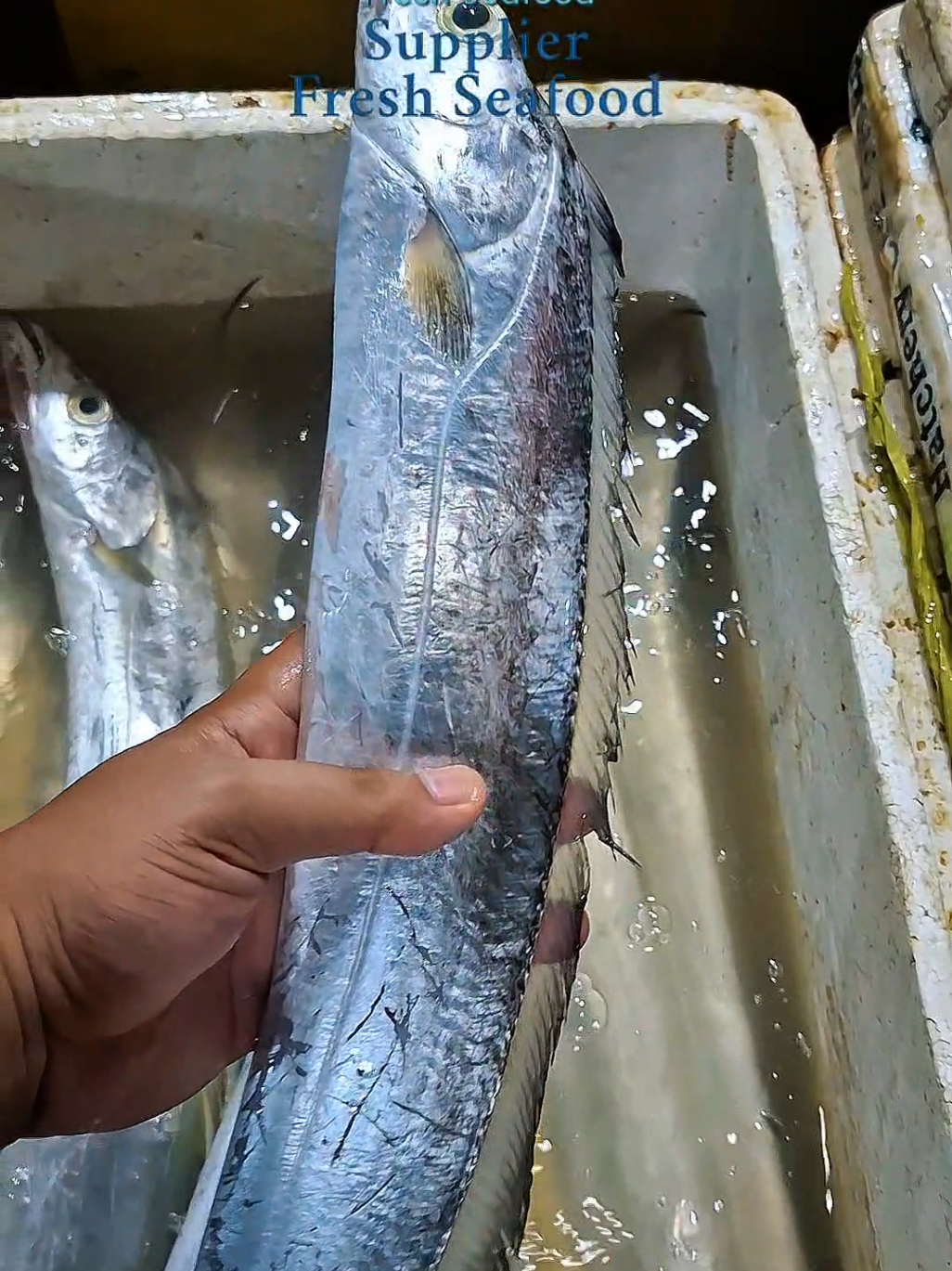 Iih seram nyo ikan layur tapi untungnya daging nya enak jadi nagih buat makan ikan layur PESAN SEKARANG JUGA! 📱 Whatsapp : +62 877-3411-2384 🔍 Website : syauqifreshseafood.com 🗺 Lokasi : Tempat Pelelangan Ikan (TPI), Jl. Muara Angke, Pluit, Kec. Penjaringan, Jkt Utara, Daerah Khusus Ibukota Jakarta #ikansegar#freshseafoodjakarta#ikanberkualitas#SupplierIkanSegar#BisnisKuliner#IkanRestoran#SupplierTerpercaya