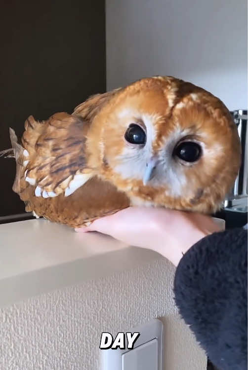 “Owl.”#fyp #foryou #tiktok #animals #viral #cute 