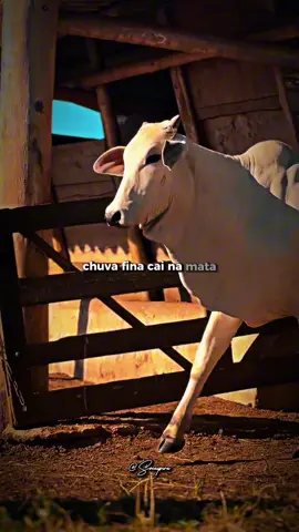Enquanto a chuva cai - #chivoreyeparana #enquantoachuvacai #modao #boiada #mula #muladeiros #viola #violacaipira #tipografia #editagro #modaosertanejo #modaobruto #sertanejoraiz #modaantiga #modaosofrido #sofrido 