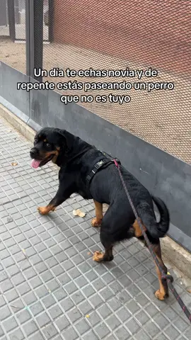 Te amo #rottweiler #petfriendly @Ana Fernández 