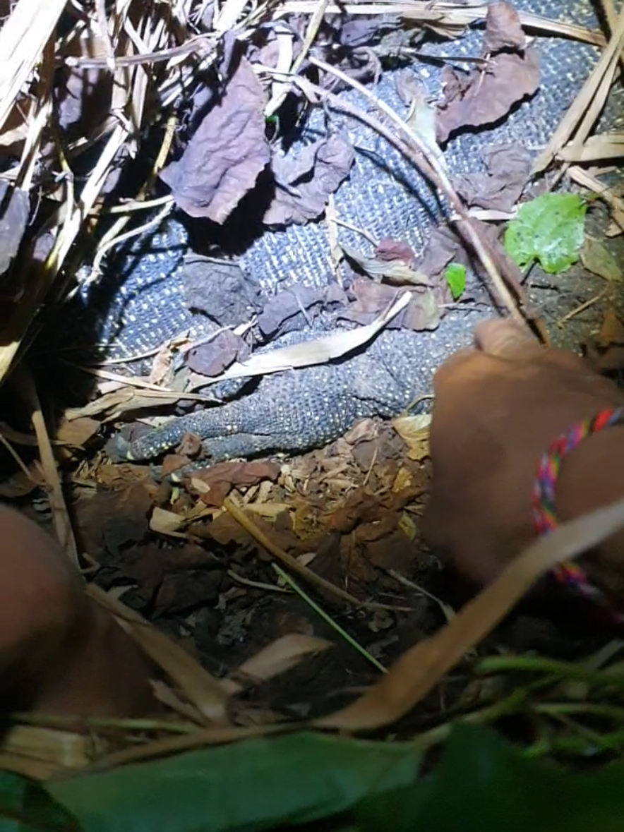 Membalas @novaazxzzz1akhirnya b*n4tang ini kabur #anakalam  #FiturSuaraTikTok 