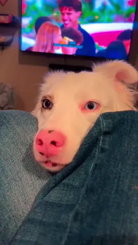 Impressive dog🐶🥰😂#dog#funny#funnyanimals#funnypets#animals #dogsofttiktok #pet #foryou #longervideos