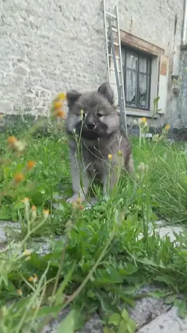 Vous attendez quoi pour prendre un Eurasier ? 🥹 #pourtoii #fyp #cutedog #eurasierpuppies #eurasieroftiktok 