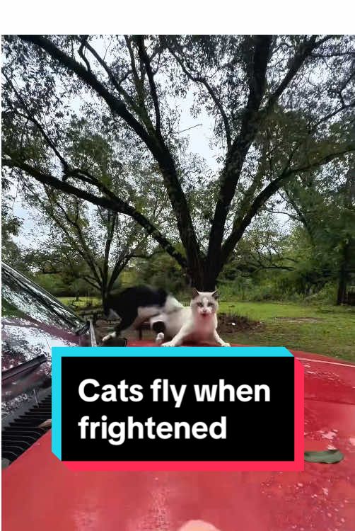 Cats fly when frightened😂😂😂#foryou #funny #fyp #funnyvideos #funnymoments #cat #catsoftiktok 
