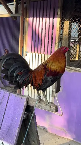 Calon pejantan 🙌 Black Henny⭐️ X Sbr 🐓 #aseptafarm 