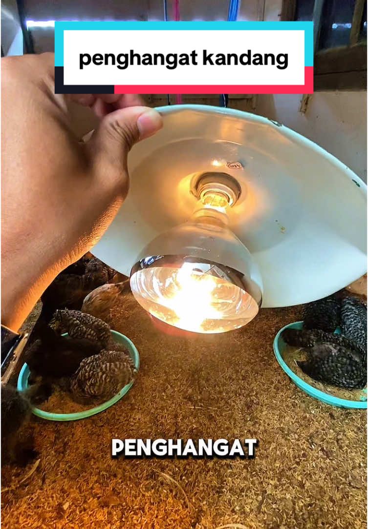 Solusi penghangat untuk kandang anak ayam. #ayam #ternakayam 