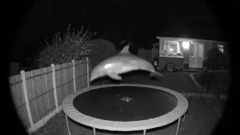 I just checked the home security cam and caught this guy on my trampoline... glad they're enjoying! LOL @Ring  #ringdoorbell #ring #dolphin #trampoline #dolphins 