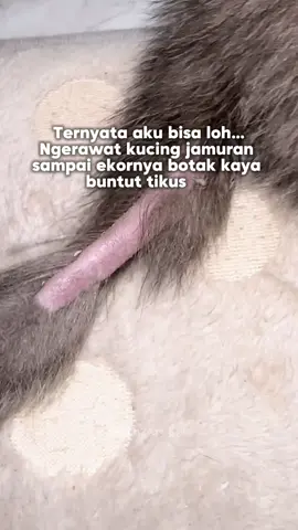 Sebagus apapun produknya, kalo gak rutin, ga konsisten, suka bolong2 ya gimana mau membaik jamurnya? Dan juga harus rajin mandiin kucingnya setidaknya seminggu 1x kalau lg jamuran. Buat spray jamur aku selalu pakai anti scabies plus dari @cleversolutions indonesia . Cek keranjangku ya #antiscabiesplusclever #cleversolutionsindonesia #sprayjamurkucing #antiscabies 