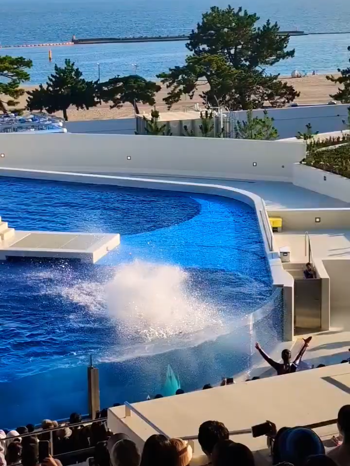 突然スイッチが入ったシャチ