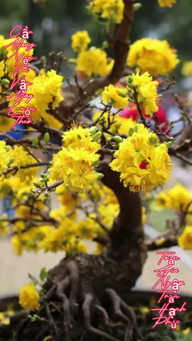 Tết Ủa? Tới Chưa? Nôn Quá Rồi! #tet2026 #tetbinhngo2026 #tet #demnguocnammoi #xuhuong    