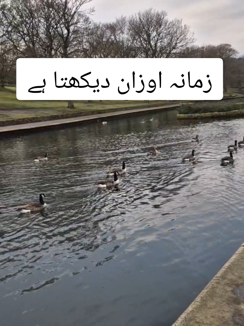 #،zahidaparveen33 #beshak #kohi #shak #nei #zamana #urahan #dekhta #hei# بہت _خوبصورت _شاعری#true#💯  @Fatima @M Bibi @Rishta 4 Come @Afshan Kamran @Hooria Api Official @Ahmed bhai ❤️ @Shahid Naqshbandi @qari nasrullah official 💎💎💎 @M A. K #foryoupage #tiktokviral #likesher 