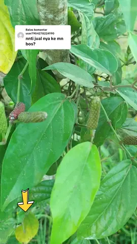 Membalas @user7904278224190  bibit cabe jawa pilihan.  #bibit #cabejawa #tanamanherbal 