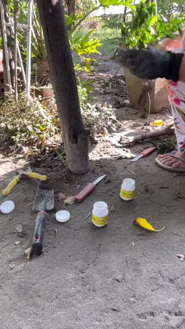 Goodluck sa akin sa rooting hormone na gamit ko #rapidgrowth #rooting #roothormone #rootinghormone 