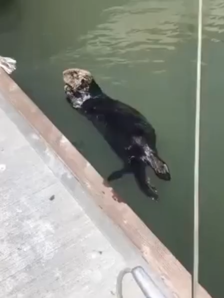 Sea otters (Enhydra lutris) are among the few non-human animals known to use tools. These highly intelligent marine mammals use rocks to break open hard-shelled prey such as sea urchins and clams—often storing their favorite rock in a loose patch of skin under their forearm. This remarkable behavior not only showcases their problem-solving abilities but also underlines their role in maintaining healthy kelp forest ecosystems by controlling sea urchin populations.  At Forevergreen, we highlight the ingenuity of ocean life to inspire awareness and action. Learn how you can protect marine biodiversity and stay updated on wildlife features by clicking the link in our bio or joining our conservation-minded community. #SeaOtters #MarineLife #OceanWildlife #IntelligentAnimals #WildlifeWednesday #NatureEducation #Forevergreen