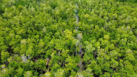 𝑬𝒔𝒄𝒂𝒑𝒆 𝒕𝒐 𝑩𝒂𝒌𝒉𝒂𝒘𝒂𝒏 𝑬𝒄𝒐-𝒑𝒂𝒓𝒌, a haven of natural serenity.🌳🌱 Discover its breathtaking beauty—where every step is a connection to nature. Ideal for eco-conscious travelers, families, and adventure enthusiasts!   Visit Bakhawan Nature Study & Ecopark at New Buswang, Kalibo, Aklan, and join the effort to protect Aklan's precious natural resources. 💚 Video by: Hanz Lester Maglantay Music: Coldplay - Paradise #EcoTourism #SaveMangrove #KaliboAklan #VibrantKalibo #KaliboTourism  #HanzStudio