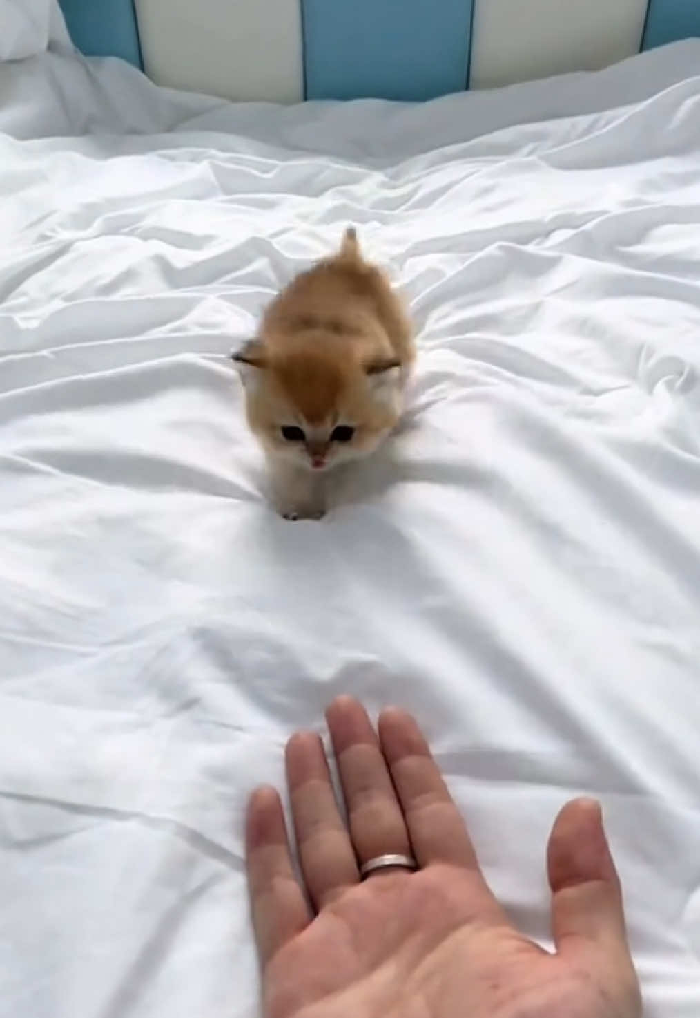 Do you like it? #cutecat #pet #kucing #kitty 