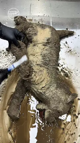 Rug Cleaning Videos | Satisfying ASMR | Dolls Cleaning #24 | Video de limpieza Make It Clean. We do our job of making things clean. We clean the dirtiest things in our daily lives, such as electronics, cars, shoes, and more. Satisfying Cleaning ASMR No-Talking Video Cleaning The Dirtiest We want to entertain you. If you're lacking anything, please leave it in the video comments. I'll try.❤️ #Makeitclean #Dirty #Deepcleaning #Cleaningvideo #CleaningASMR #Satisfying