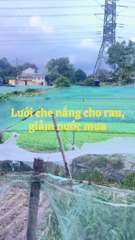 Che nắng cho rau, giảm nước mưa cho rau#nongnghiep #rausach #chemua 