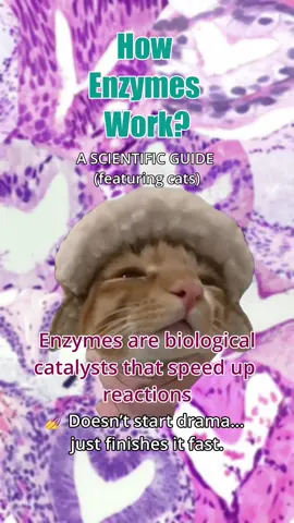 🧪🐈 WHAT DO ENZYMES ACTUALLY DO? EXPLAINED WITH CATS Your body is basically a chaotic lab — mixing, breaking, building stuff 24/7. 💥 Digesting pizza, replicating DNA, turning sugar into zoom energy... It’s a biochemical party in there. BUT — plot twist — without enzymes, all these reactions would move slower than a cat getting out of a warm bed 🐈💤 We’d literally fall apart. (Or worse — digest dinner in 500 years.) So nature hired some very fast, very picky employees: 🧪 Enzymes — your body’s tiny protein speedsters with a flair for drama and specificity. 🎯💅 Let’s see how they slay their job — step by step: 🧩 1. Substrate Meets Enzyme Think of it like a cat-shaped key fitting into a cat-shaped lock 🔐😸 ⚙️ 2. Enzyme-Substrate Complex Forms The enzyme now holds the molecule in the perfect position to react 🧲 ⏬ 3. Activation Energy Gets Lowered This is the magic moment: the enzyme lowers the activation energy, making the reaction happen faster and easier than it normally would. ✨ 4. Products Are Released The chemical reaction takes place, and the products are released from the enzyme. The enzyme stays unchanged — ready to repeat the process again.  📌 Enzymes = Essential, Specific, Reusable. And maybe just a little bit dramatic under pressure 😼 #enzymes #biologyhumor #Science #funscience #cellularbiology #biologynotes #biologymemes #learnscience 