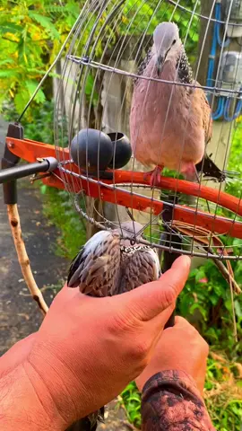 #ฝากติดตามด้วย #รีวิว #ต่อนกเขาใหญ่ @ผมบอมบ์ครับ 