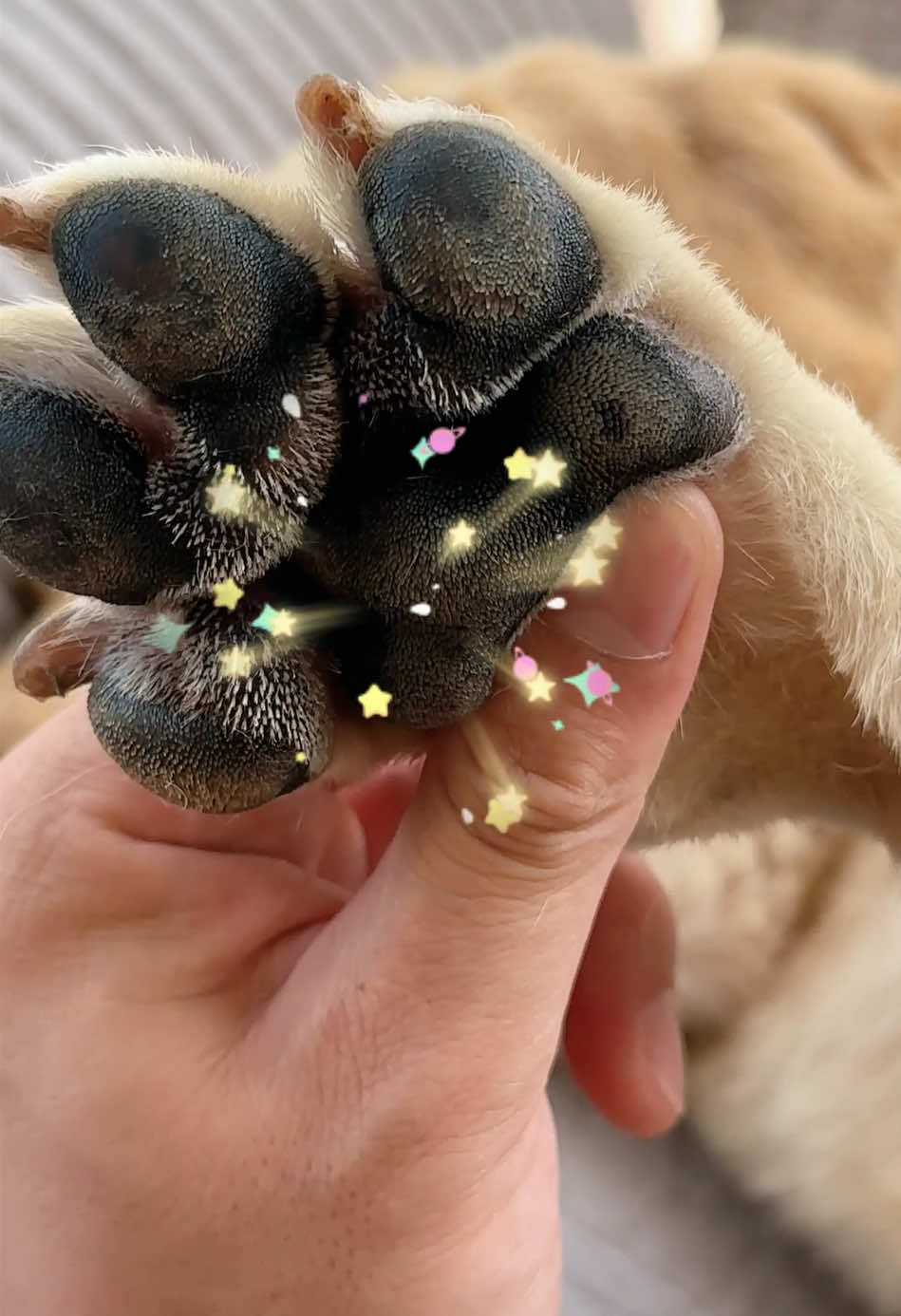 This Is Why You Should Check Between Your Dog’s Toes#dog #doghairtrimmer #dog #DogLover #dogclippers #petgrooming #petclippers #pawtrimmer 