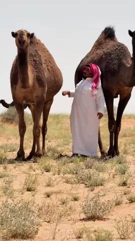 #فهاقات_بن_نويجي#حرب #بني_عممر #الضبعاني 