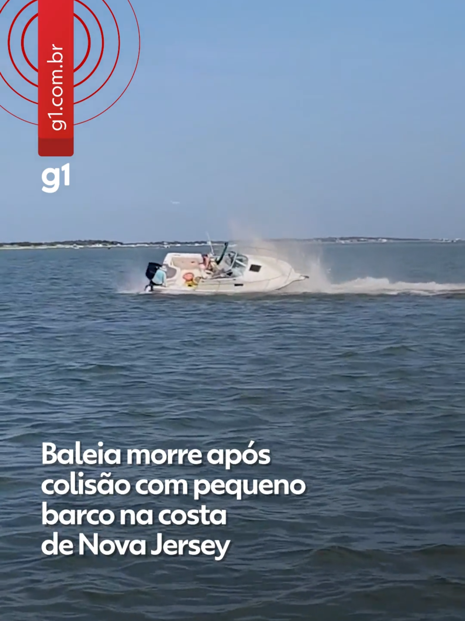 Autoridades irão avaliar - Uma baleia-minke morreu na costa de Nova Jersey, nos Estados Unidos, após uma colisão com um barco. Um vídeo compartilhado nas redes sociais mostra o momento da colisão na Baía de Barnegat, na tarde de sábado (2). Nas imagens, a baleia de seis metros bate contra a embarcação, que balança com o impacto, e uma das pessoas a bordo é arremessada. A baleia foi encontrada morta horas depois, após encalhar em um banco de areia em águas rasas.  As autoridades marítimas não conseguiram se aproximar do animal por causa das condições da maré, segundo o Centro de Encalhe de Mamíferos Marinhos. Ainda não há confirmação se a morte foi causada pelos ferimentos da colisão.  Saiba mais no #g1 #tiktoknotícias #baleiaminke #novajersey #estadosunidos #colisão #barco