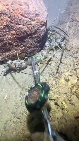 Wow,so many lobsters!#fishing #seafood #diving #fish #sea #gotosea #fyp 