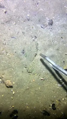 Go to the seaside to catch some seafood!#fishing #seafood #diving #fish #sea #gotosea #fyp 