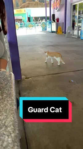 #knottsberryfarm Guard #cat #pets #WeekendVibes #vlogger #streamer #vloglife #streamer #themepark #buenapark 