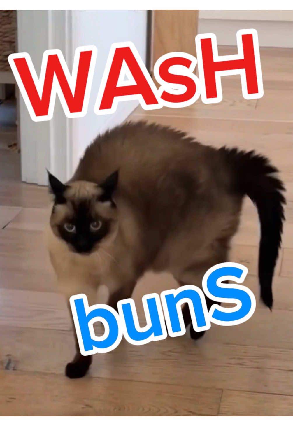 TEACHinG Cat how 2 WASH buns 🤣 #bagagwa #lollapalooza #messicam #august #catsoftiktok 