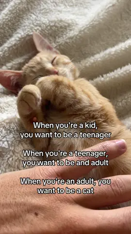 Facts #cats 