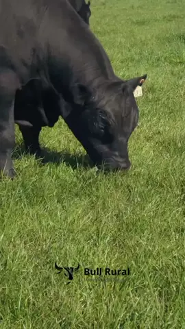 Black Angus #gado #boi #pecuaria #roça #rural #agropecuaria #nelore #fazenda 