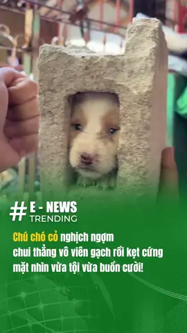 CHÚ CHÓ CỎ NGHỊCH NGỢM… CHUI THẲNG VÀO VIÊN GẠCH RỒI KẸT CỨNG, MẶT NHÌN VỪA TỘI VỪA BUỒN CƯỜI! #enewstrending #viral #tintuc #giaitri #cute #dog #dongvatcutedangyeu #chó_cưng #yeudongvat #vuive 
