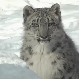 #fyp #snowleopard #edit #meow 