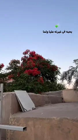 🫶♥️♥️♥️♥️♥️♥️♥️ #عمرو_دياب #بحبه ❤️‍🩹 