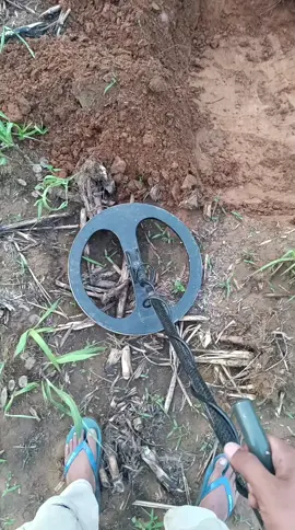 check sound.  #viral #fyp #pemburuemas #metaldetector #hanting #MD #petualangan 