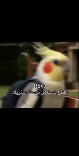 #fyp #🦜 #🔥 #يا #طيري #ياطيري_ياطيري_ياطير_السعد #fyp #viral #duet #k #i 