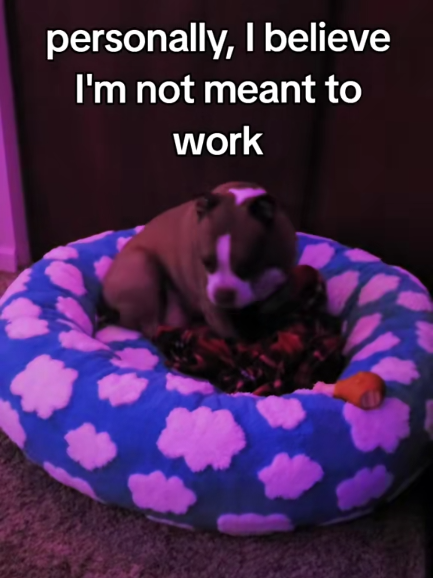 #onthisday #tinnertuesday #dogtok #pets #dogs #PetsOfTikTok #pettok #dogsoftiktok #dog #pet #cute #cutedog #adorable #cuteanimals #adorabledog #dogmom #dogparent #dogparents #dogmomlife #humor #funny #workhumor 
