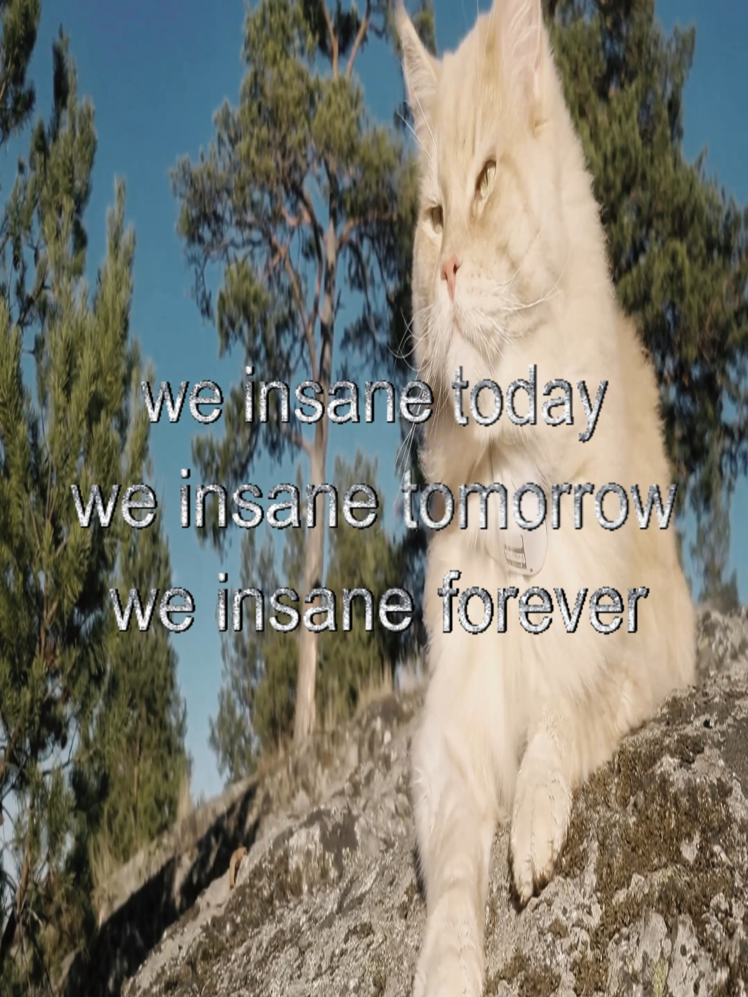 #real #thoughts #fyp #cats #catcore #relatable #swag
