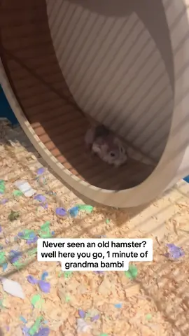 she’s trying bless her 😭 #fyp #hamster #rip #oldesthamster #dwarfhamster #baldhamster #oldpets 