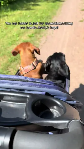 I thought it was worth noting, nothing can go in the cup holder. In theory, it would be nice to put a beverage in there…. But in reality, it can’t be done! You gotta plan for the bounce and roll with it, if your gonna roll with Monty!#weinerdog #dogsoftiktok #ivddsurvivor #positivevibes 