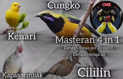 masteran 4in1 suara jernih dengan terapi gemercik AIR  cungko kenari cililin kapas tembak 