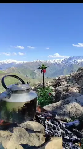 #colemerg  #🌹🌼🍀 