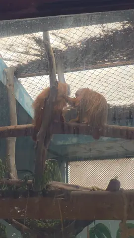 #amor❤️ #animals #romance 